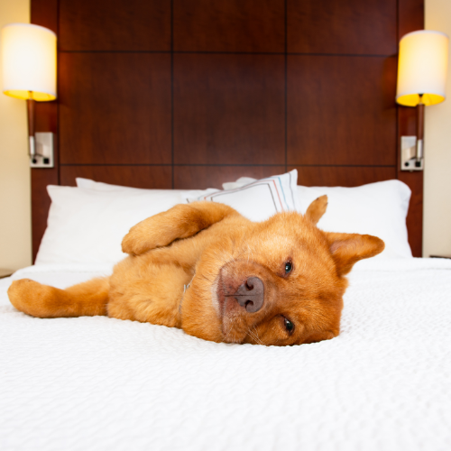 Hotelzinho pet